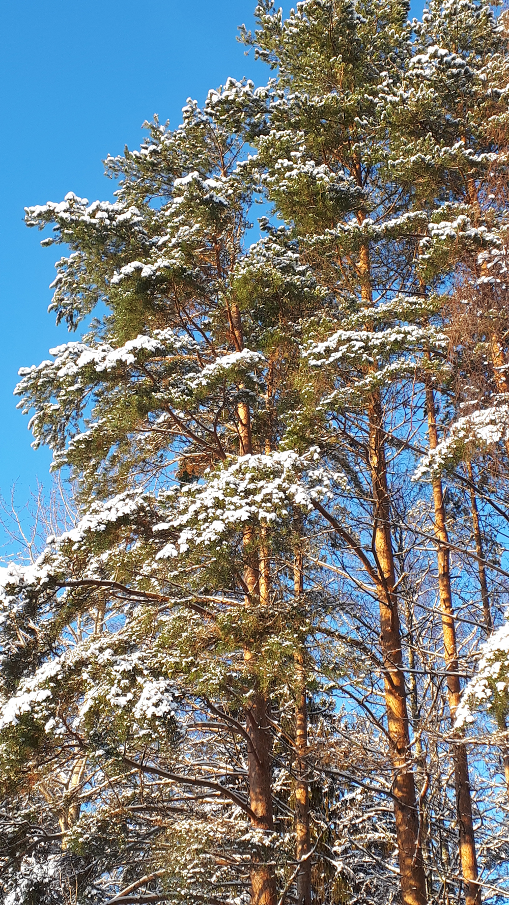 lumi