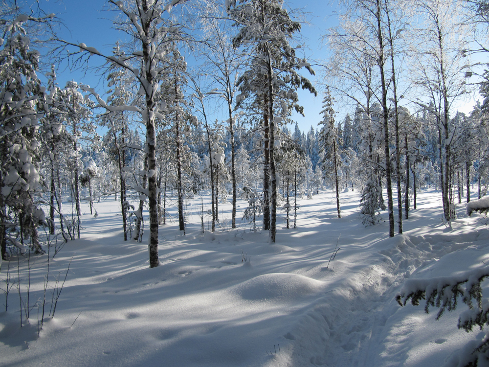 lumimaisema